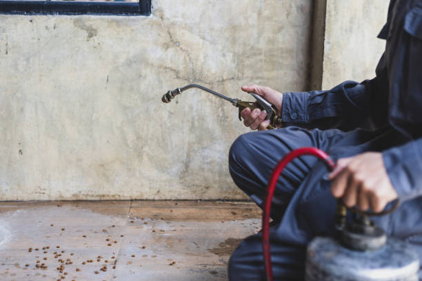 Best Wasp Removal Services  in Cabana Colony, FL